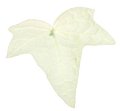 Hedera White Inzilisa